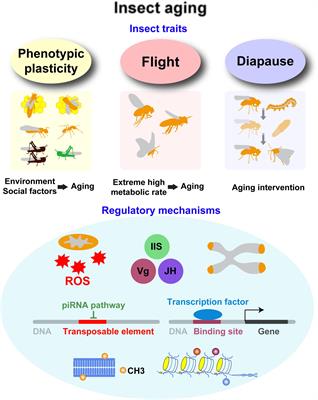 Special Significance of Non-Drosophila Insects in Aging